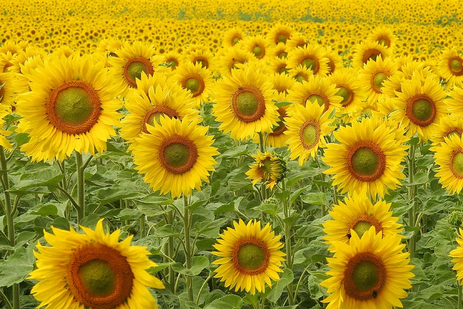 sunflower-blossom-bloom-yellow.jpg