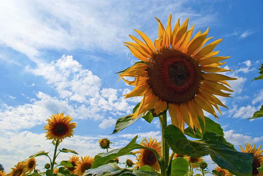 sunflowers-blue-sky-sunflowers-against-a-blue-sky-sunshine.jpg